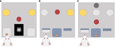 The dynamic strategy shifting task: Optimisation of an operant task for assessing cognitive flexibility in rats